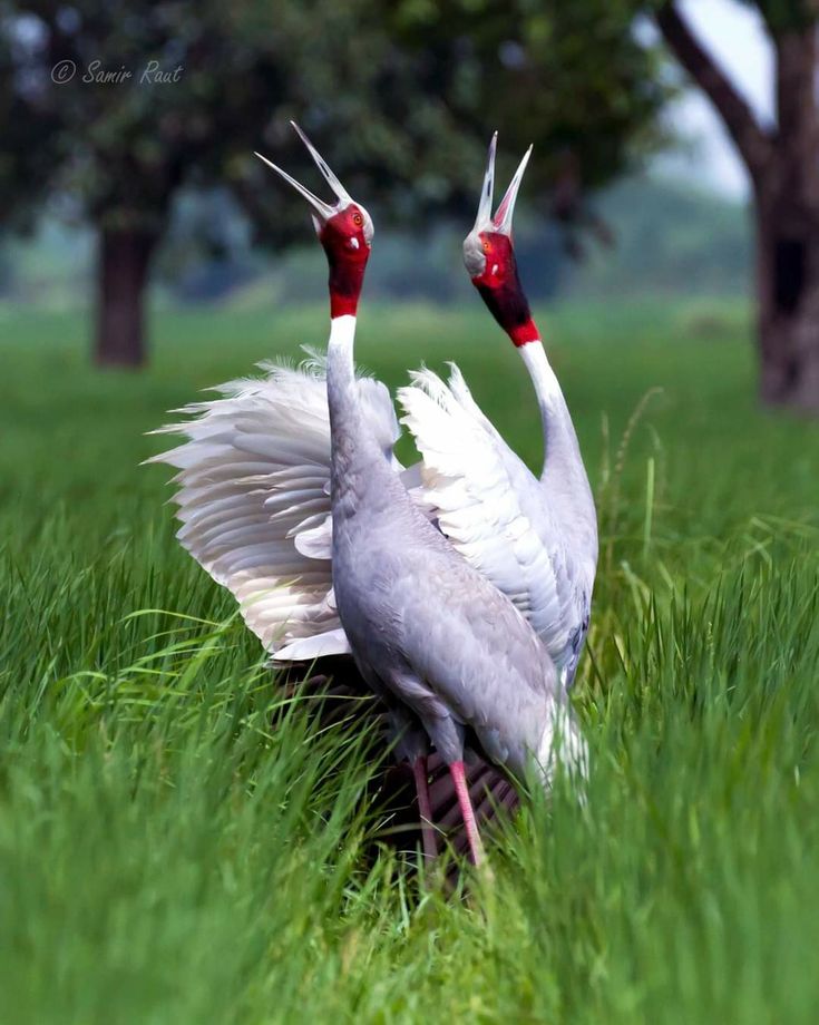 Bimla Verma 🦋 (@bimlaverma6) on Twitter photo "चंद्र गहना से लौटती बेर"
सारस का स्तर
टिरटों-टिरटों;
मन होता है—
उड़ जाऊँ मैं
पर फैलाए सारस के संग
जहाँ जुगुल जोड़ी रहती है
हरे खेत में,
सच्ची प्रेम-कहानी सुन लूँ
चुप्पे-चुप्पे। 🦋
#केदारनाथ_अग्रवाल
<a href="/DrManeeshMishra/">Dr. Maneesh Mishra</a> "चंद्र गहना से लौटती बेर"
सारस का स्तर
टिरटों-टिरटों;
मन होता है—
उड़ जाऊँ मैं
पर फैलाए सारस के संग
जहाँ जुगुल जोड़ी रहती है
हरे खेत में,
सच्ची प्रेम-कहानी सुन लूँ
चुप्पे-चुप्पे। 🦋
#केदारनाथ_अग्रवाल
<a href="/DrManeeshMishra/">Dr. Maneesh Mishra</a>