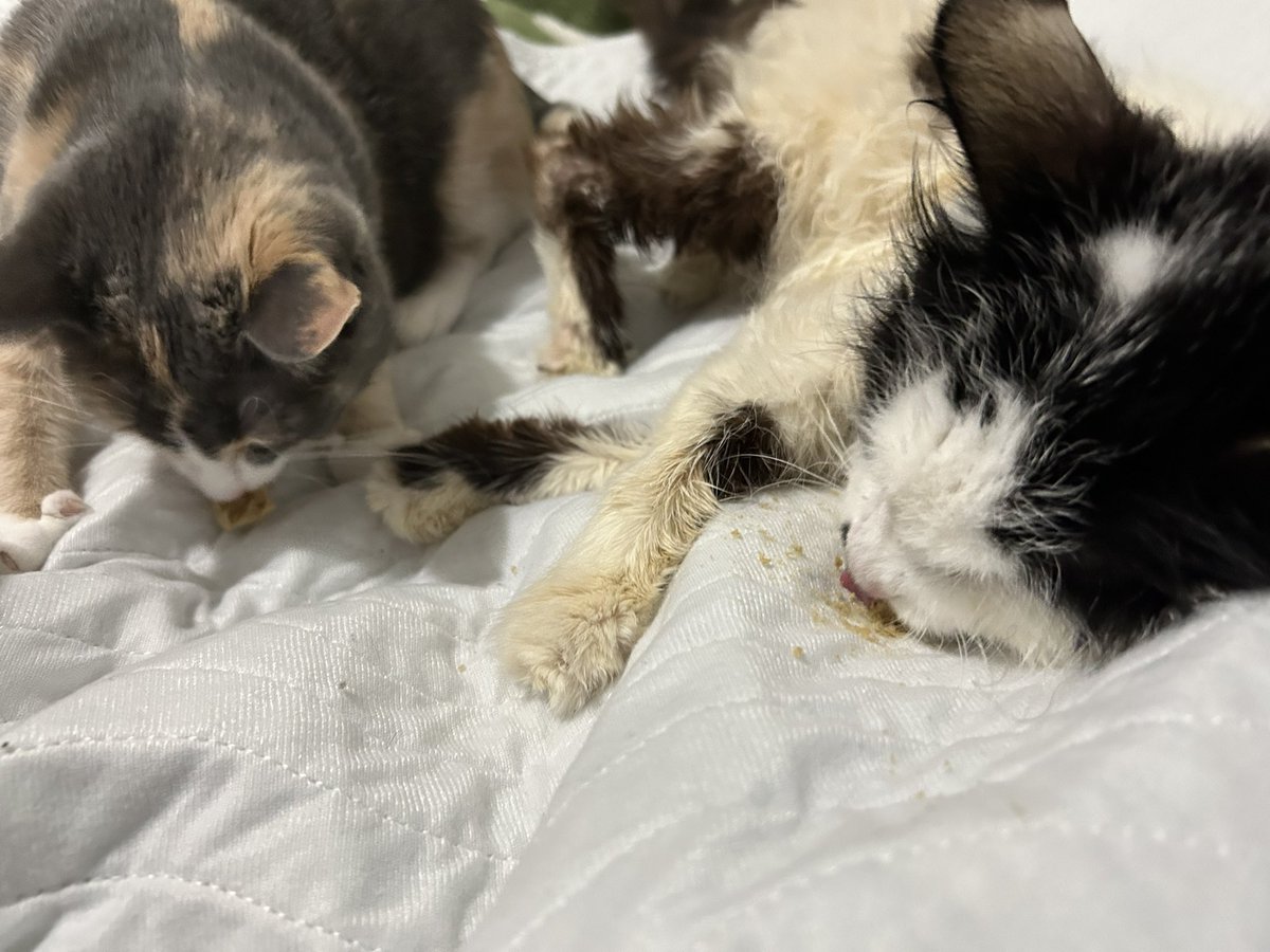 I usually let Oreo crunch purr pops into pieces, but monkey gets some!