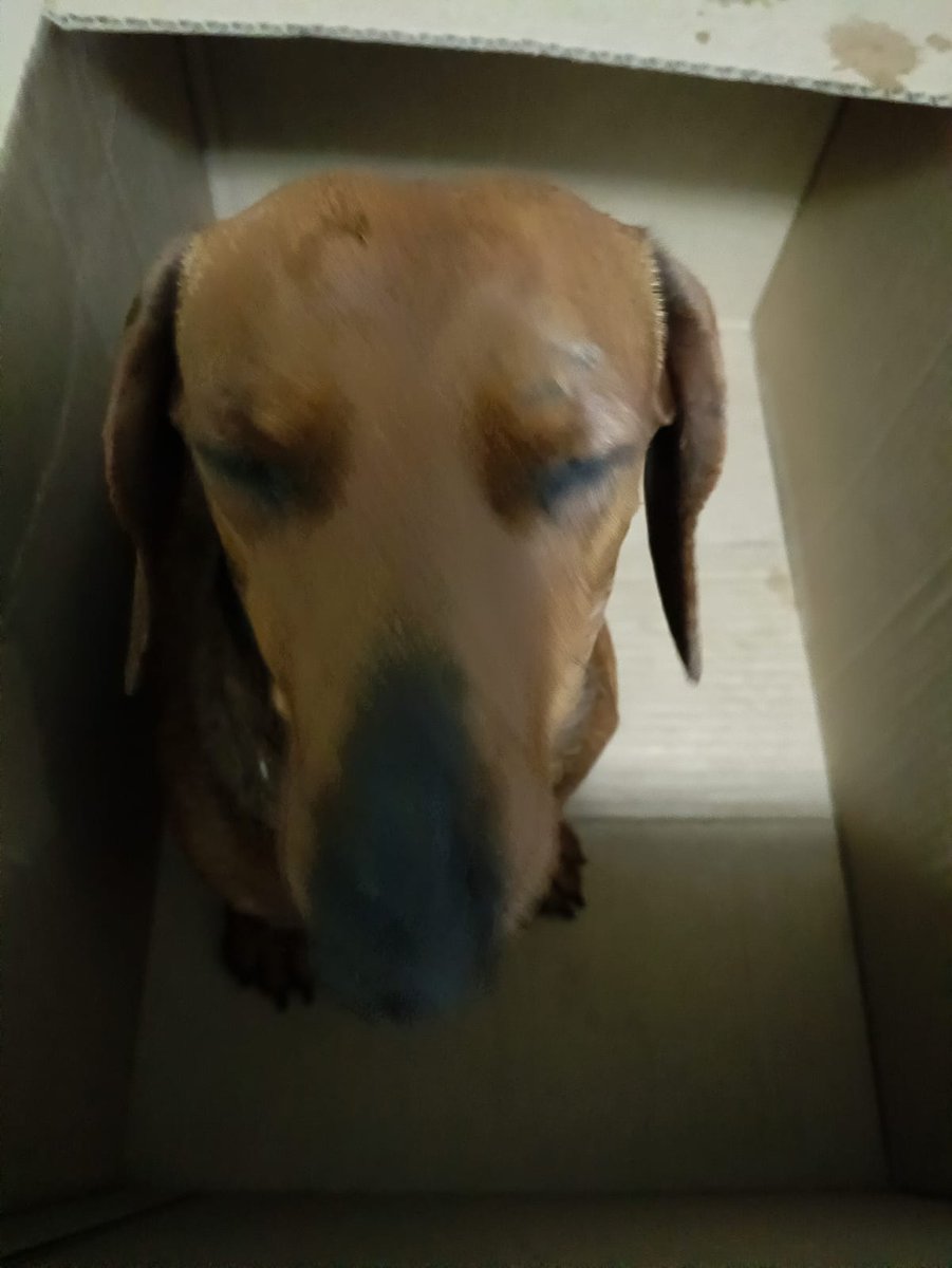 La casa del perro Salchicha CDMX (@lacasadelsalchi) on Twitter photo Buenas noches salchiamigos, hoy fuimos a #petcity M. Angel de Quevedo y venimos llegando a casa y me topo con este perrito en su cajita 🥹😞 <a href="/ActualidadRT/">RT en Español</a> <a href="/adn40/">adn40</a> <a href="/Beckhamin/">Beckhamin</a> <a href="/DaliaMRocha/">Yaya Rocha</a> <a href="/AvilMac/">Marvel</a> <a href="/launicaGatti/">Valentina Gatti</a> <a href="/heraldodemexico/">El Heraldo de México</a> <a href="/inakimanero/">Iñaki Manero</a> <a href="/JackSpartanXX/">Jack Spartan</a> <a href="/JuarezManuel77/">Manuel77Juarez</a> @Mr_Civic Buenas noches salchiamigos, hoy fuimos a #petcity M. Angel de Quevedo y venimos llegando a casa y me topo con este perrito en su cajita 🥹😞 <a href="/ActualidadRT/">RT en Español</a> <a href="/adn40/">adn40</a> <a href="/Beckhamin/">Beckhamin</a> <a href="/DaliaMRocha/">Yaya Rocha</a> <a href="/AvilMac/">Marvel</a> <a href="/launicaGatti/">Valentina Gatti</a> <a href="/heraldodemexico/">El Heraldo de México</a> <a href="/inakimanero/">Iñaki Manero</a> <a href="/JackSpartanXX/">Jack Spartan</a> <a href="/JuarezManuel77/">Manuel77Juarez</a> @Mr_Civic