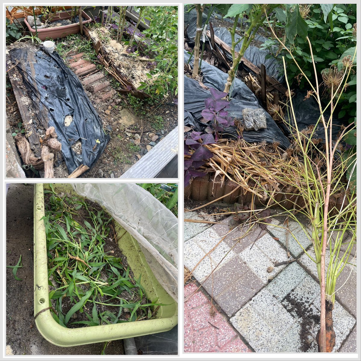 家庭菜園に米ヌカをまぶした。
小アリも一緒に持って来たから保管出来ないと思ったからな。
稲系の雑草が生えるプランターは葉っぱを切っても保水うんぬんじゃなく根っこが絡まり土が持ち上がった。
引き抜いて苗の遮光にした。
種から発芽が温暖すぎて難しい。