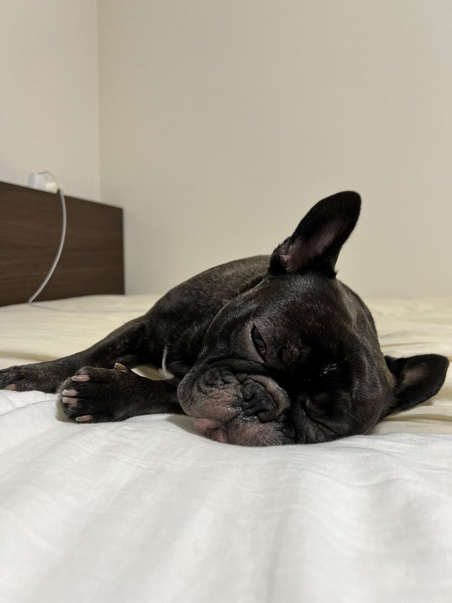 ほたる｜French Bulldog🐾 tweet media