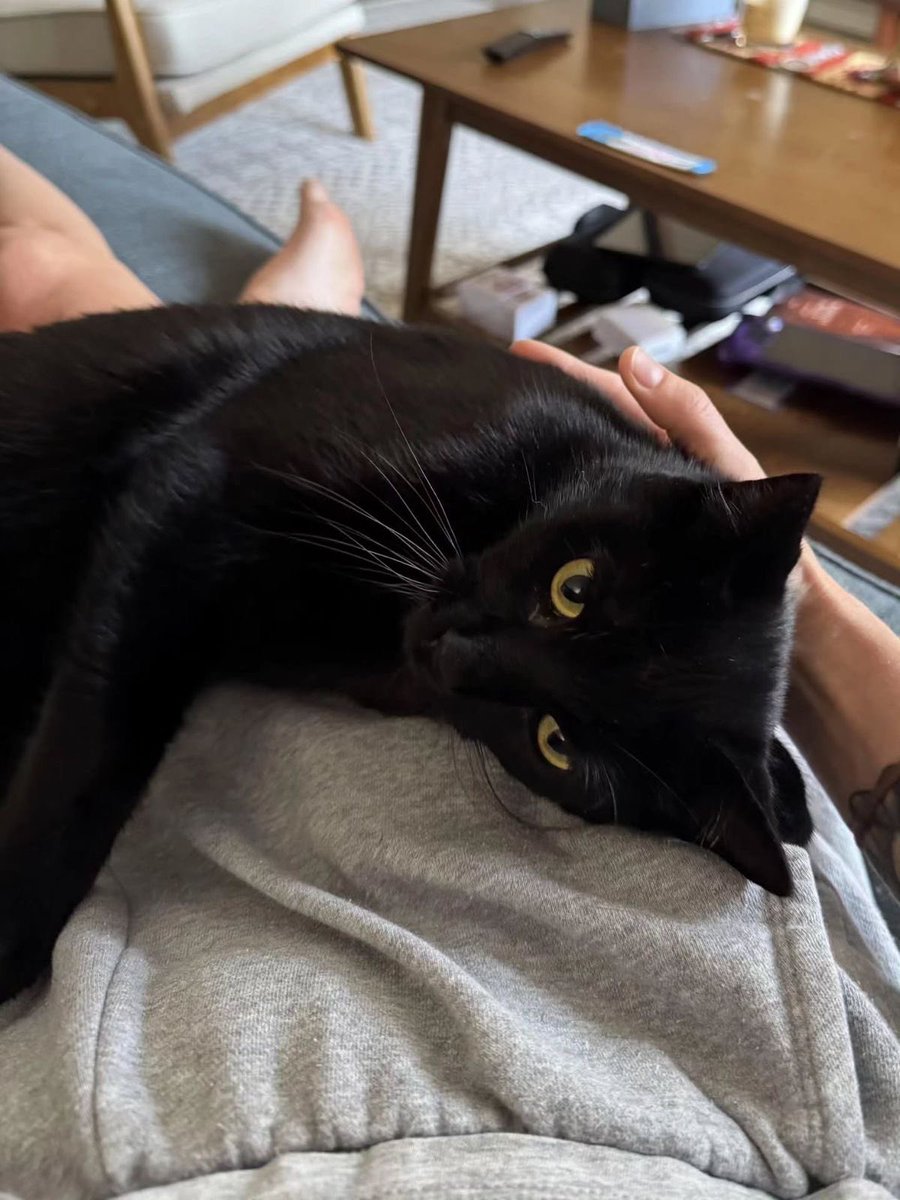 Black cats are not bad luck (@visualscat) on Twitter photo 