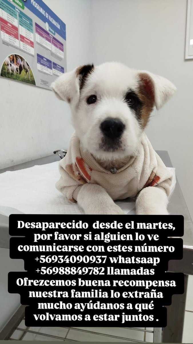 Evelyn_Torres_h's tweet photo. Difundo : perdido en #sanmiguel sebastopolsi lo ve retener su flia lo busca , si lo ve retener y llamar al número de contacto rt https://t.co/HhEUxjsKJ6