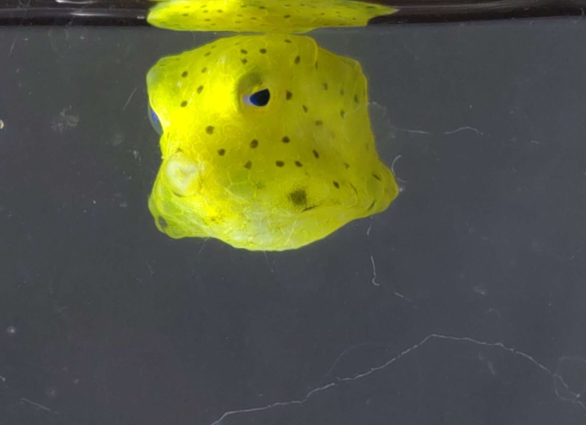 はこふぐページ ミナミハコフグ - WEB魚図鑑