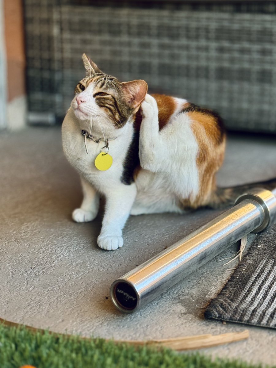 You just know that was a 10/10 behind the ear scratch