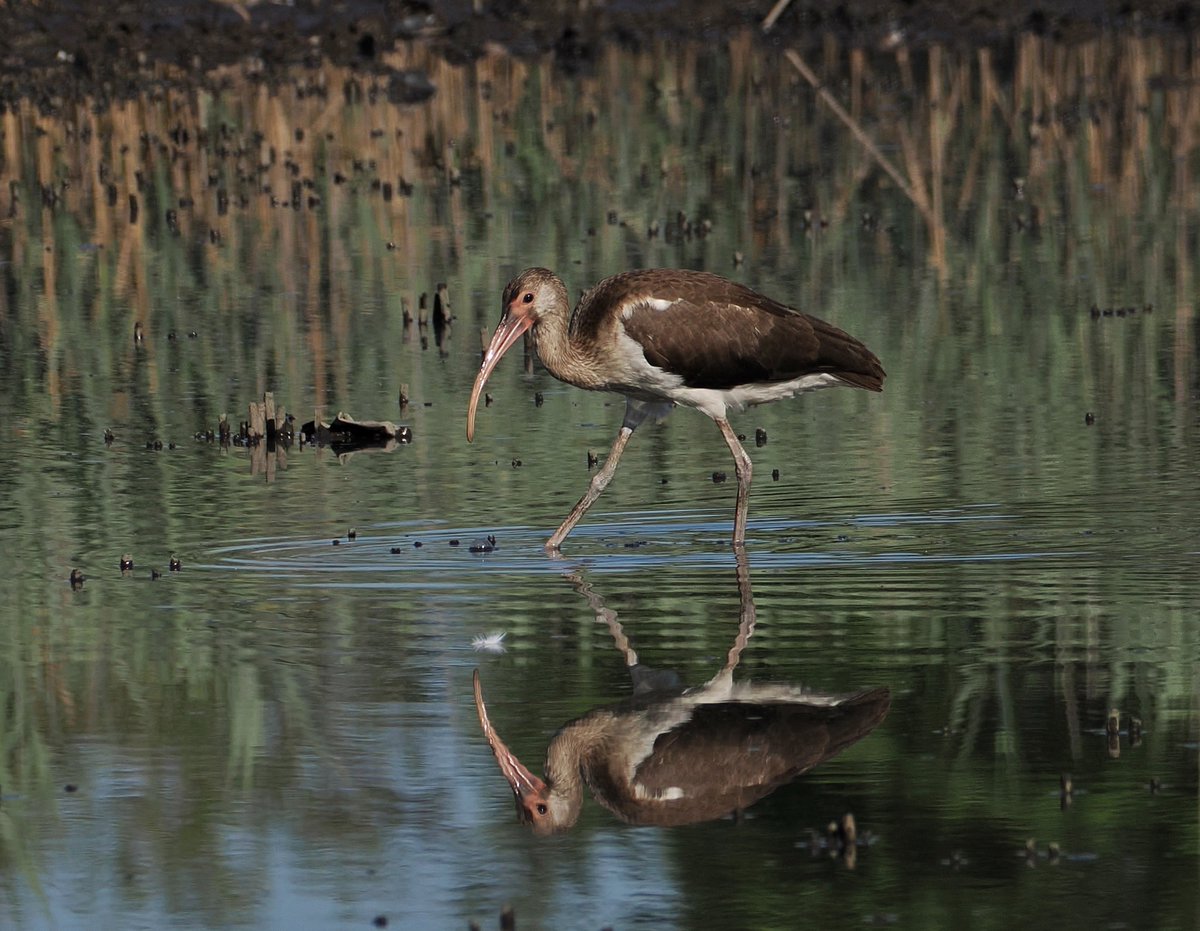 mawgdn's tweet image. Juvenile White #Ibis foraging at the marsh this morning #birdwatching #BirdsSeenIn2025