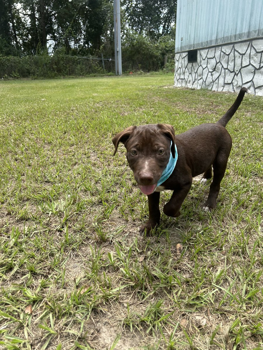 cascanthy's tweet photo. what if i come back just to talk about the new puppy me and ren got today https://t.co/M1w7ep1aBo