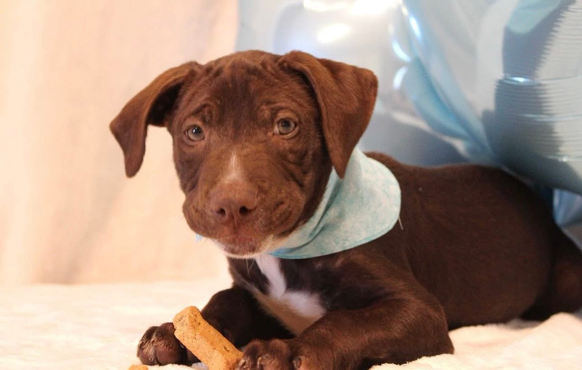 cascanthy's tweet photo. what if i come back just to talk about the new puppy me and ren got today https://t.co/M1w7ep1aBo