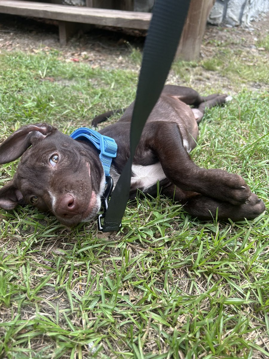 cascanthy's tweet photo. what if i come back just to talk about the new puppy me and ren got today https://t.co/M1w7ep1aBo