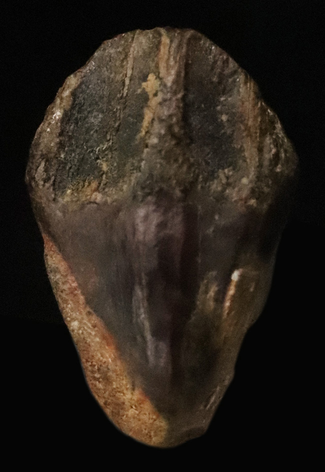 化石・鉱物・隕石販売の化石セブン on X: 