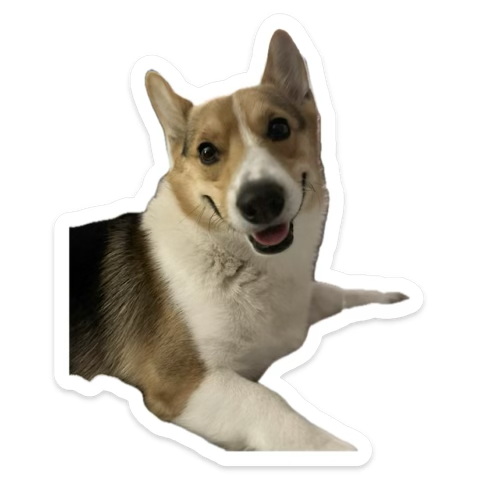 SabrinaNova1's tweet image. FOLLOW THE SNOOT! instagram.com/theodore_corgi… #Corgi #theodorecorgivelt #doggo