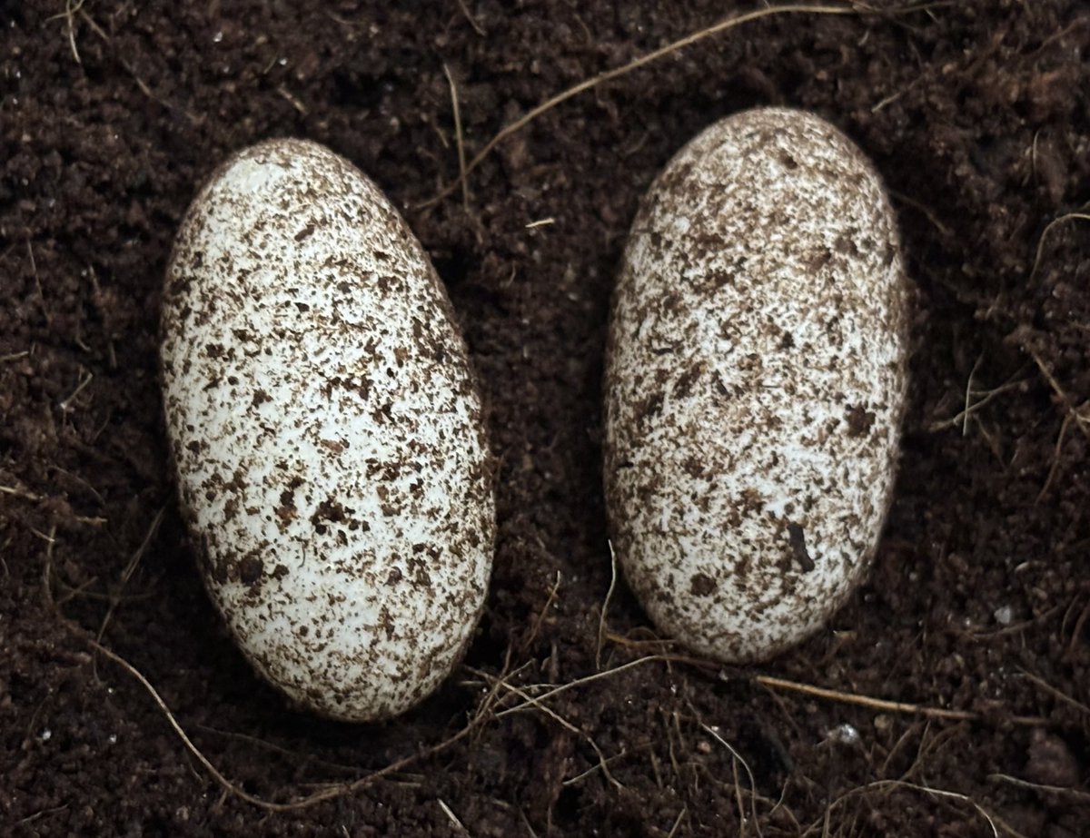 たまご🥚