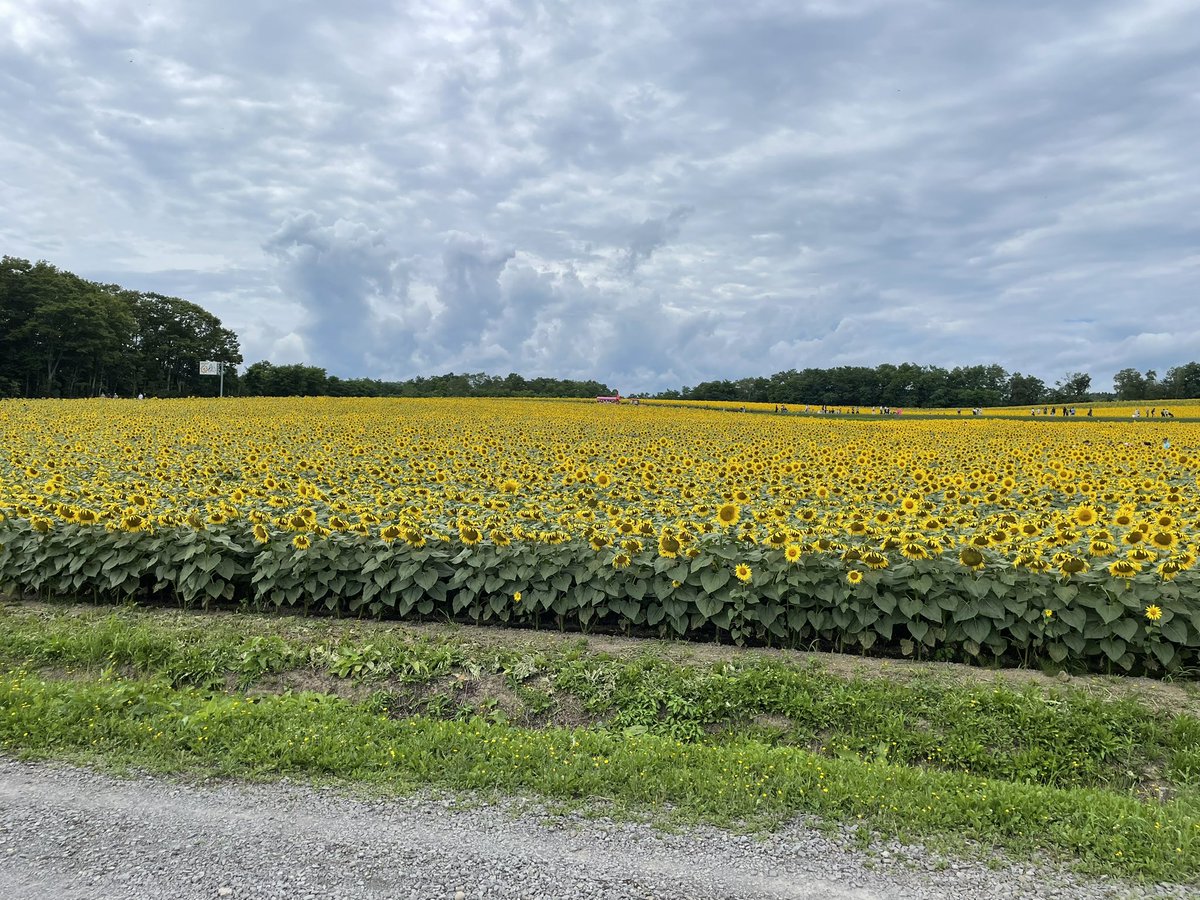 any_mani's tweet photo. ひまわり🌻 https://t.co/v7SsIyJ64G