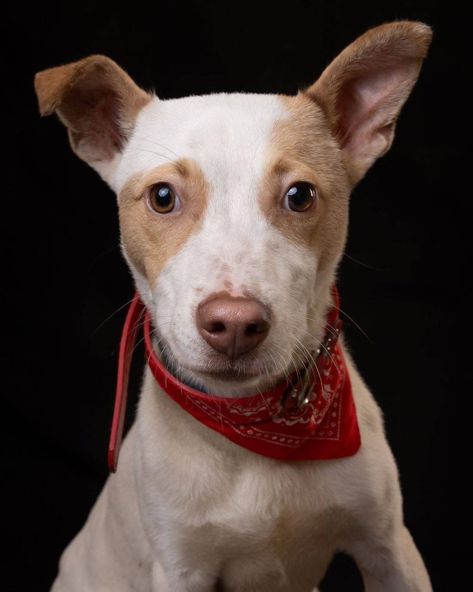 RescateAnimal's tweet photo. 🟢 ¿ME ADOPTAS?
¡Me llamo Rosco! Conoce más 👇🏻

♂️ Macho | 7 meses | talla mediana
✅ Desparasitado, vacunado y esterilizado 
💟 Convive con perritos 
🗺️ Adopción en CDMX y Edomex 

☎️ ¡Conóceme! 
Nicole
https://t.co/ZmvmhJmuIX https://t.co/prrwLnSgfr