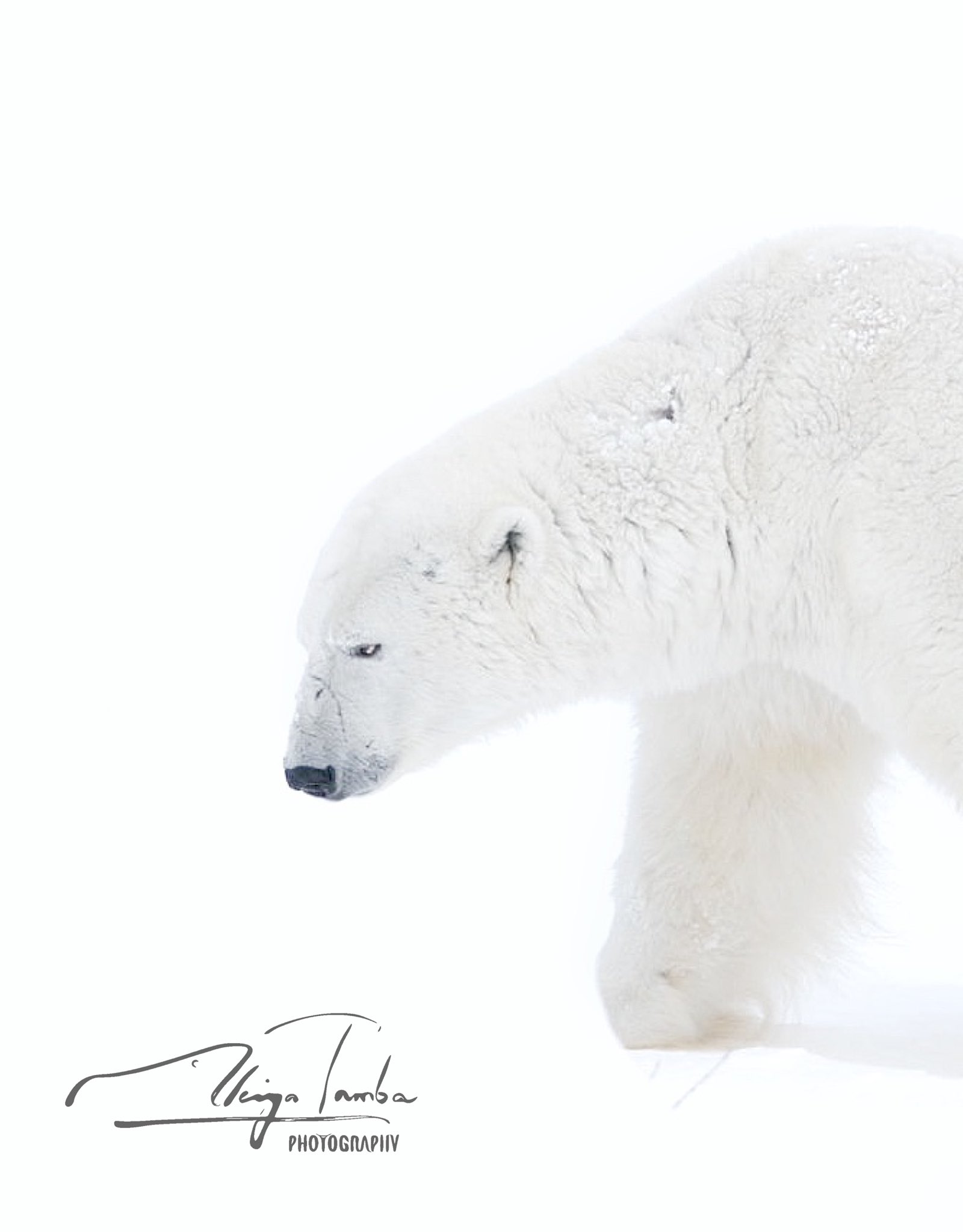 丹葉暁弥 / photographer (@AkiyaTamba) / X