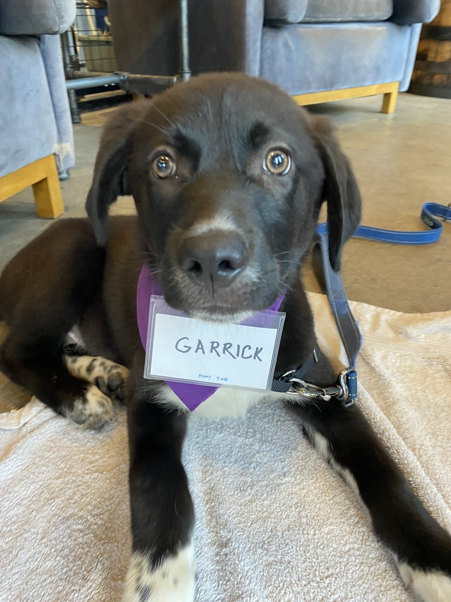 Disabled Paws🎗💛 tweet media