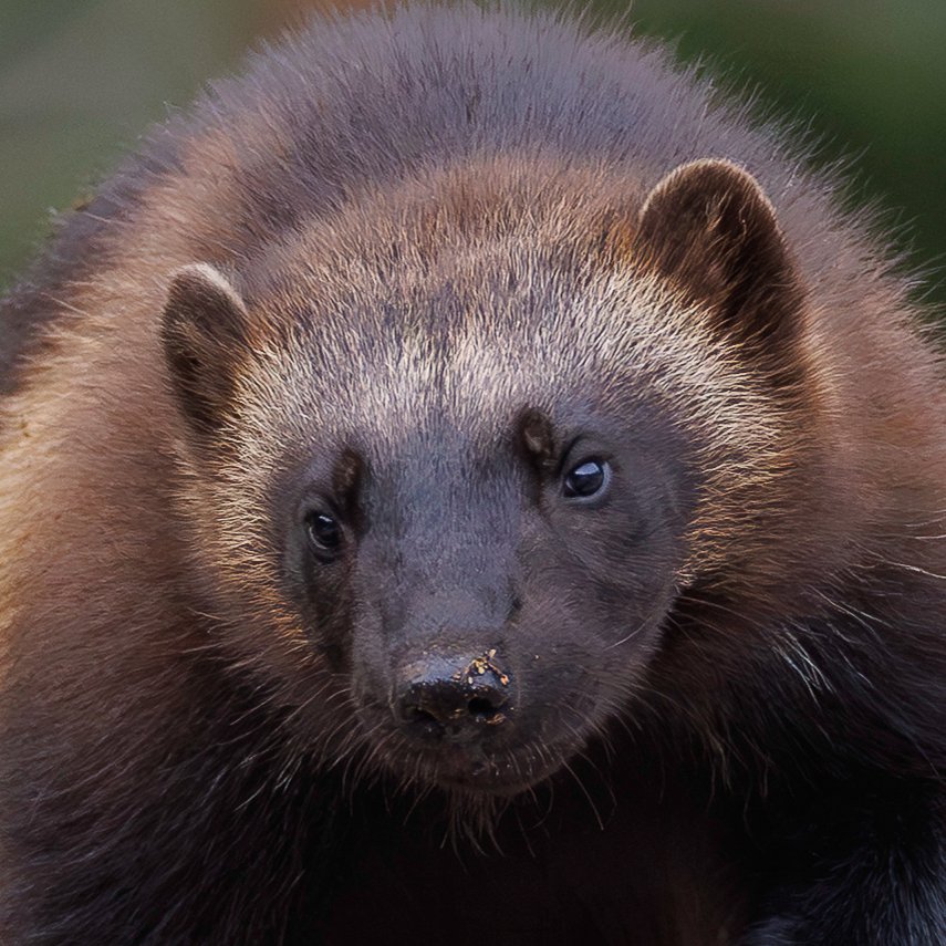 KRossinen's tweet image. Ahma, hiljainen metsien kulkija. #gulogulo #wolverine