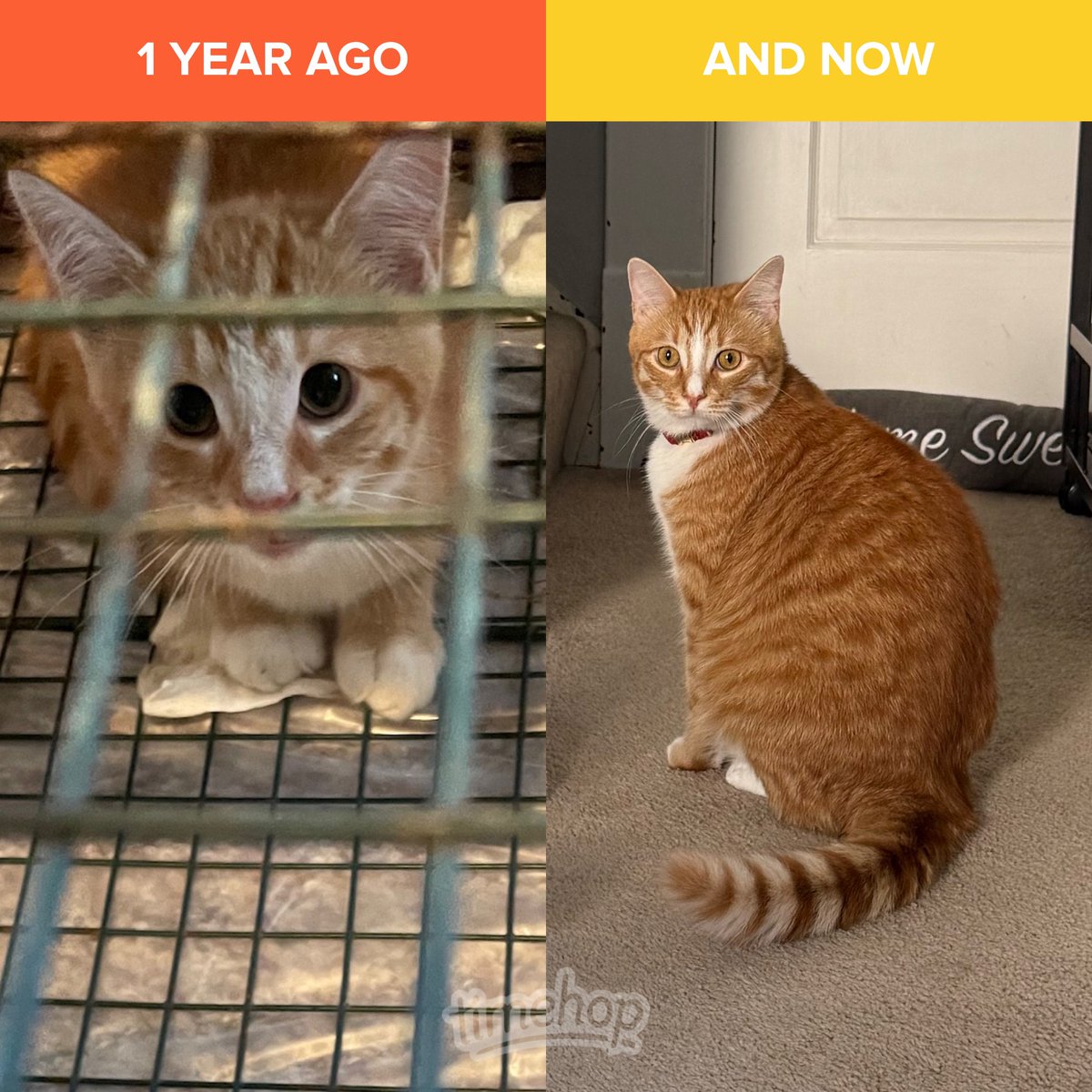 SarahBlick3's tweet image. #Caterday One of the kittens I rescued last summer— update in photos from his owner. His name is Bleecker. I took the pic on the left of him in a live trap. He’s grown up to become such a beauty!