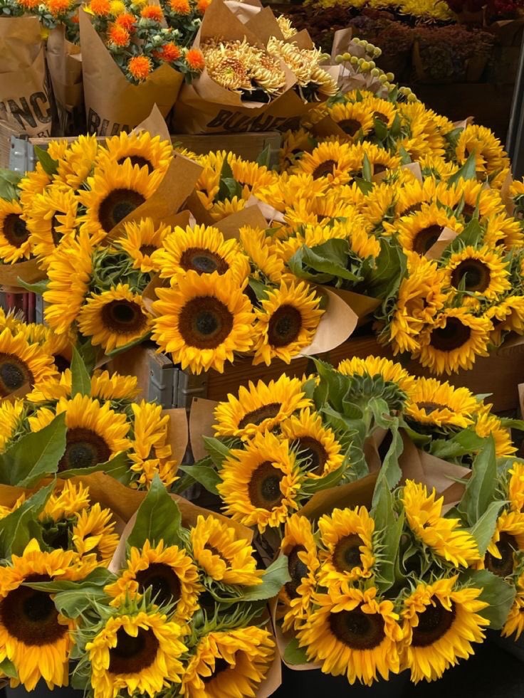 SUNFLOWER 🌻 (@sunflowerchives) on Twitter photo 