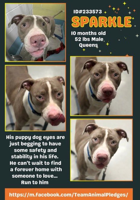 CharBolen's tweet photo. SPARKLE 🩵  #233573  10mth old Boy 🩵 NYCACC 
New Intake at Queens ACC he's a puppy in great 
need of a loving forever home 🏡 Practically a 
baby found stray and abandoned in the streets 💔 
He needs out of this kill pound he's not safe!!
#Adopt #Foster
#Pledge4Rescue 
Share 🩵 https://t.co/P4BVHMKRAq
