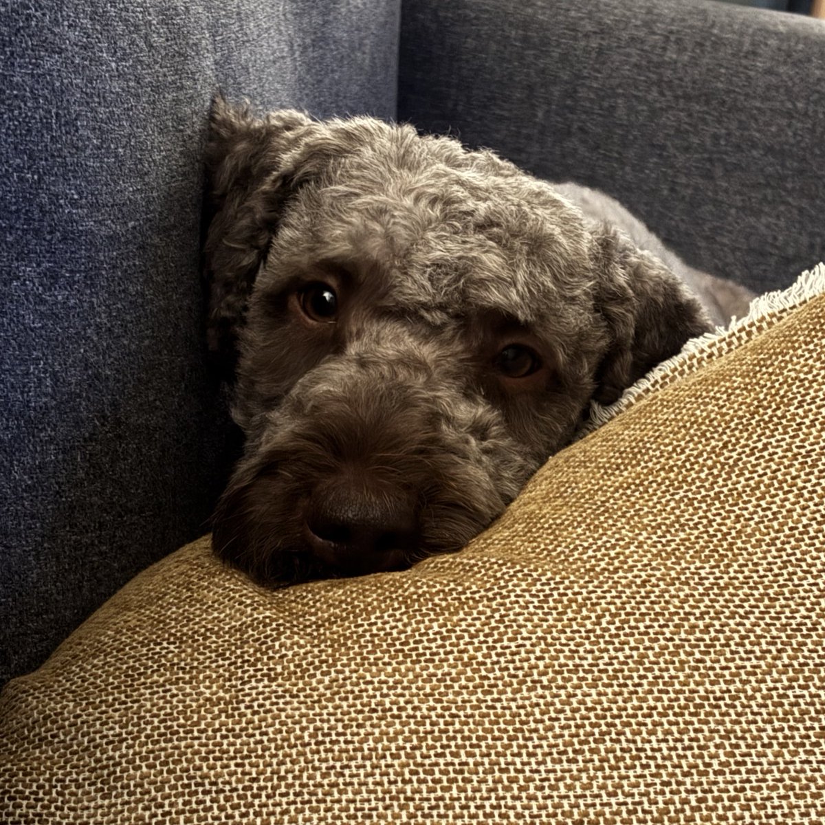 Pomme apareció hace una semana, después de 13 días sin contacto humano. estaba flaquita, pero para todo ese tiempo, increíblemente bien. gracias a todas y todos quienes, de muchas formas, ayudaron a que Pomme regresara a casa 💗