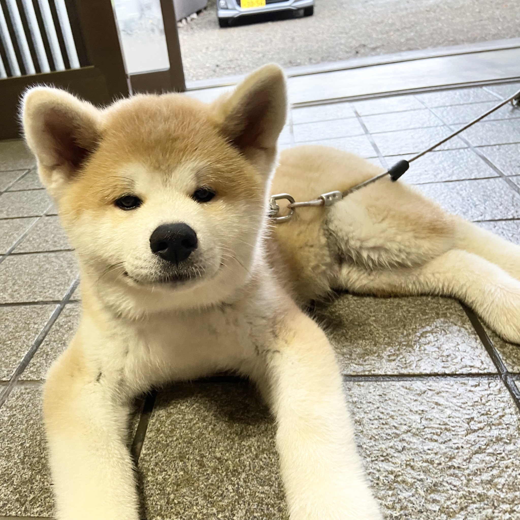 秋田犬★ 本日は銀光女号が来てくれています】 令和7年7月4日（金） #秋田