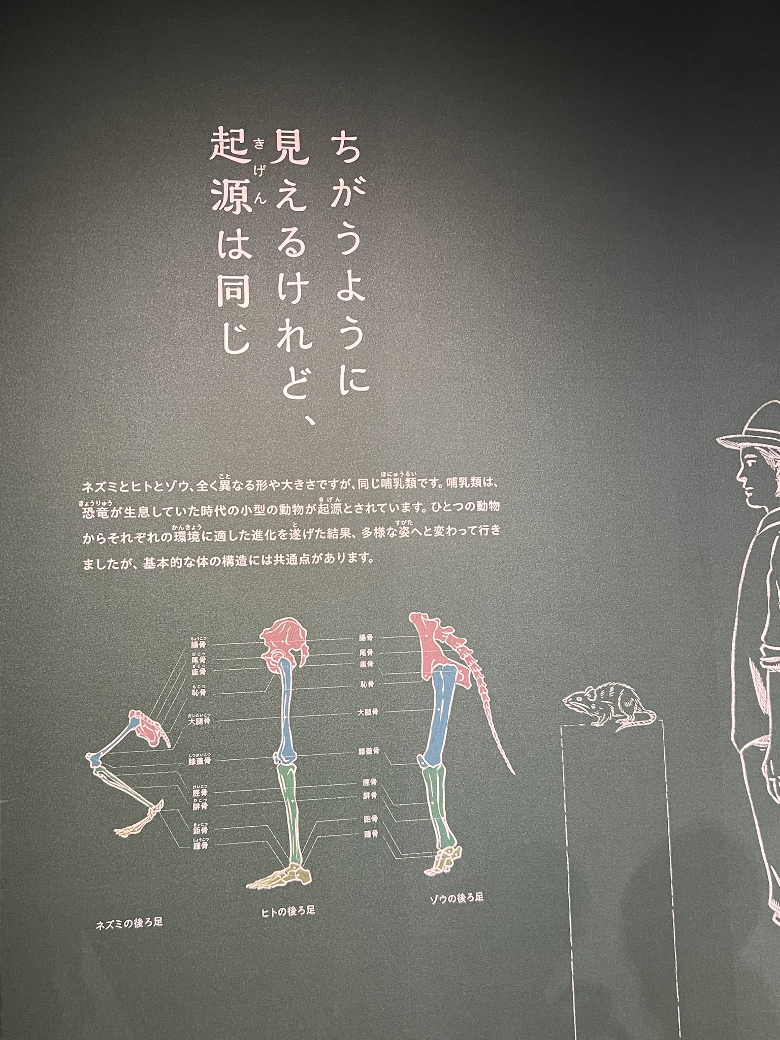 人間と動物 千葉市動物公園【公式】 on X: 