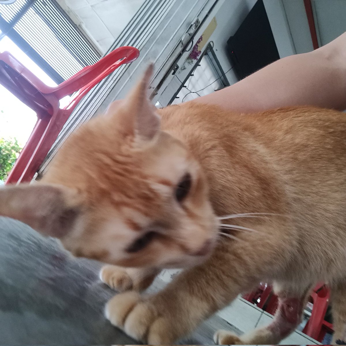 breakfast pspsps 😻