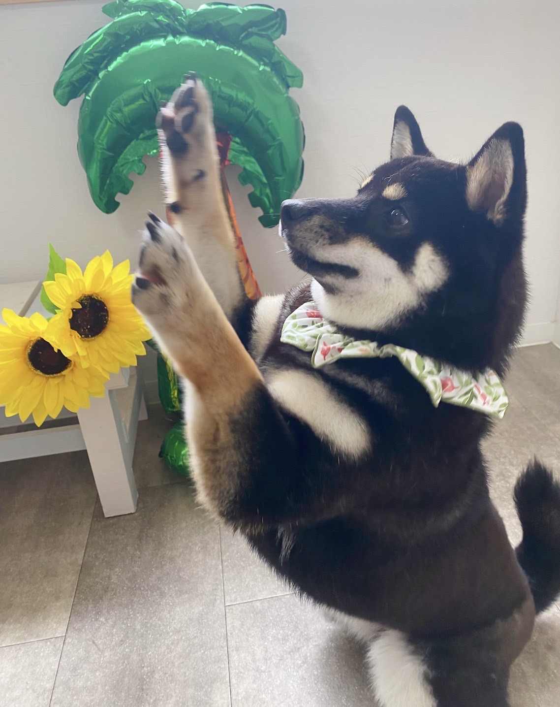 黒柴あおい🐾 on X: 