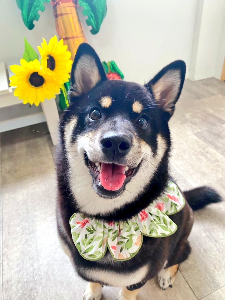 黒柴あおい 黒柴あおい🐾 on X: 