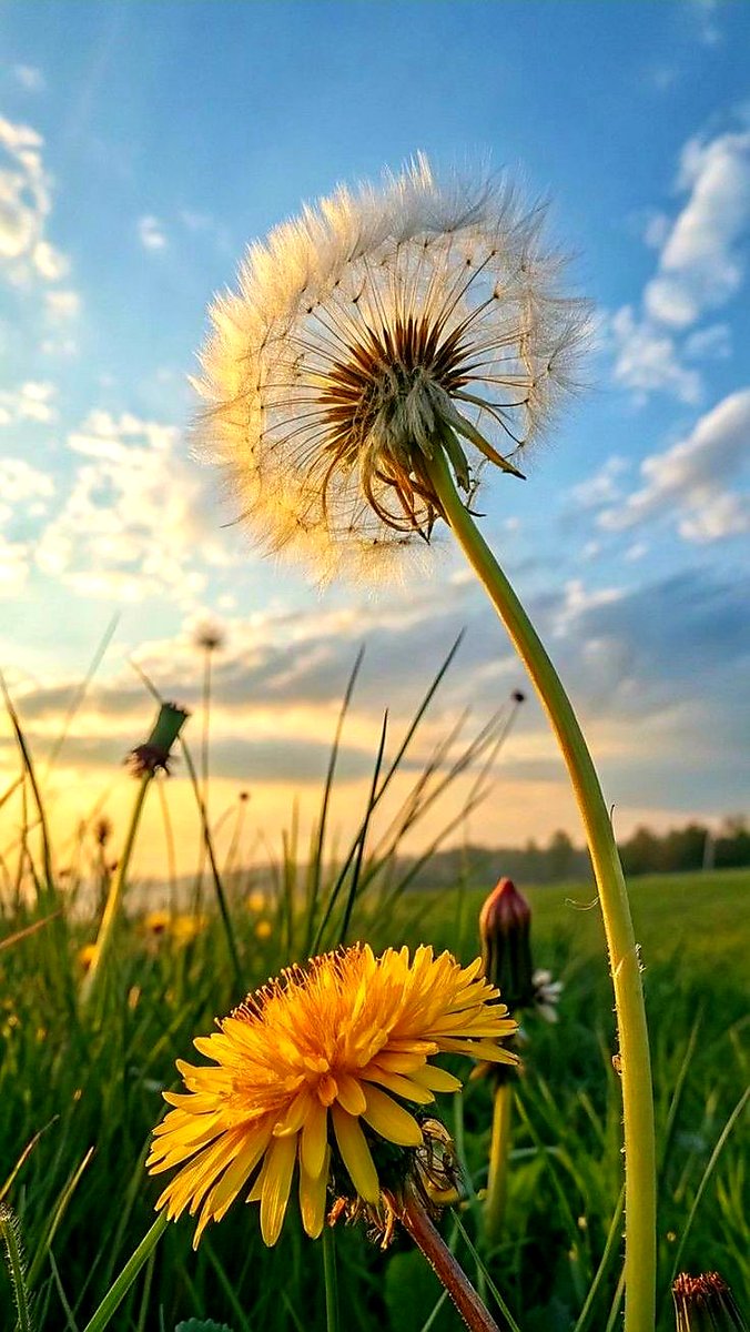 Morning is the most generous gift that we receive and unfold every day... A new page that captivates, surprises, encourages, motivates to live, to love...
   Good peaceful morning!  
    ❤🕊☕🍀