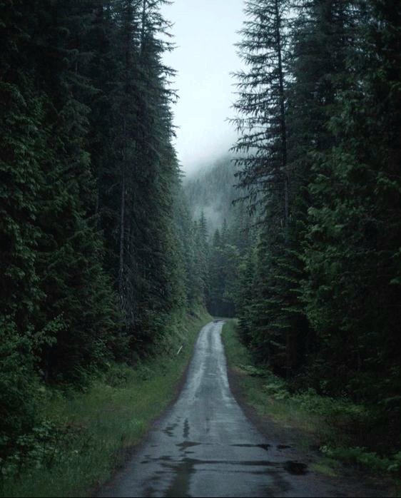 a road in the forest.