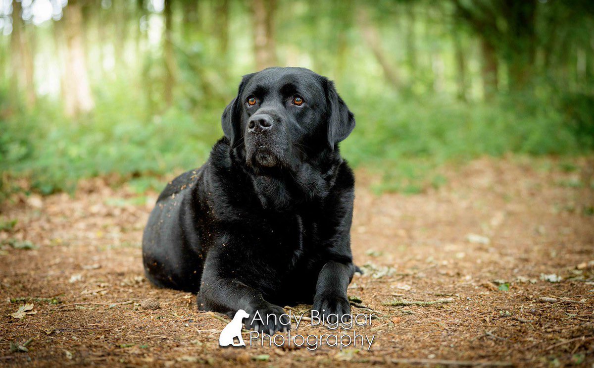 3 years today Jim came to live with me - we were fursiblings from the start. He’s the best boy we love him to the 🌙 🔙💙