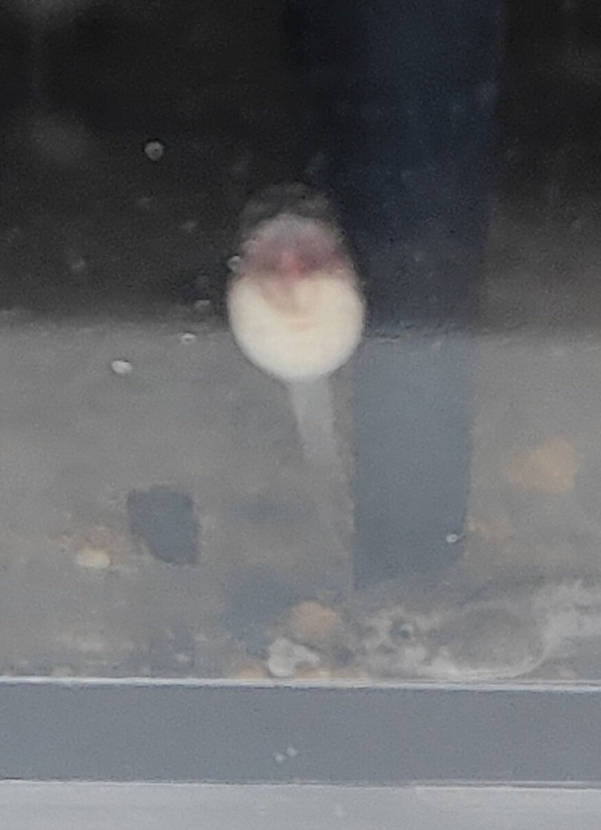 無事有精卵、孵化。
いつもだいたいぴったり1週間