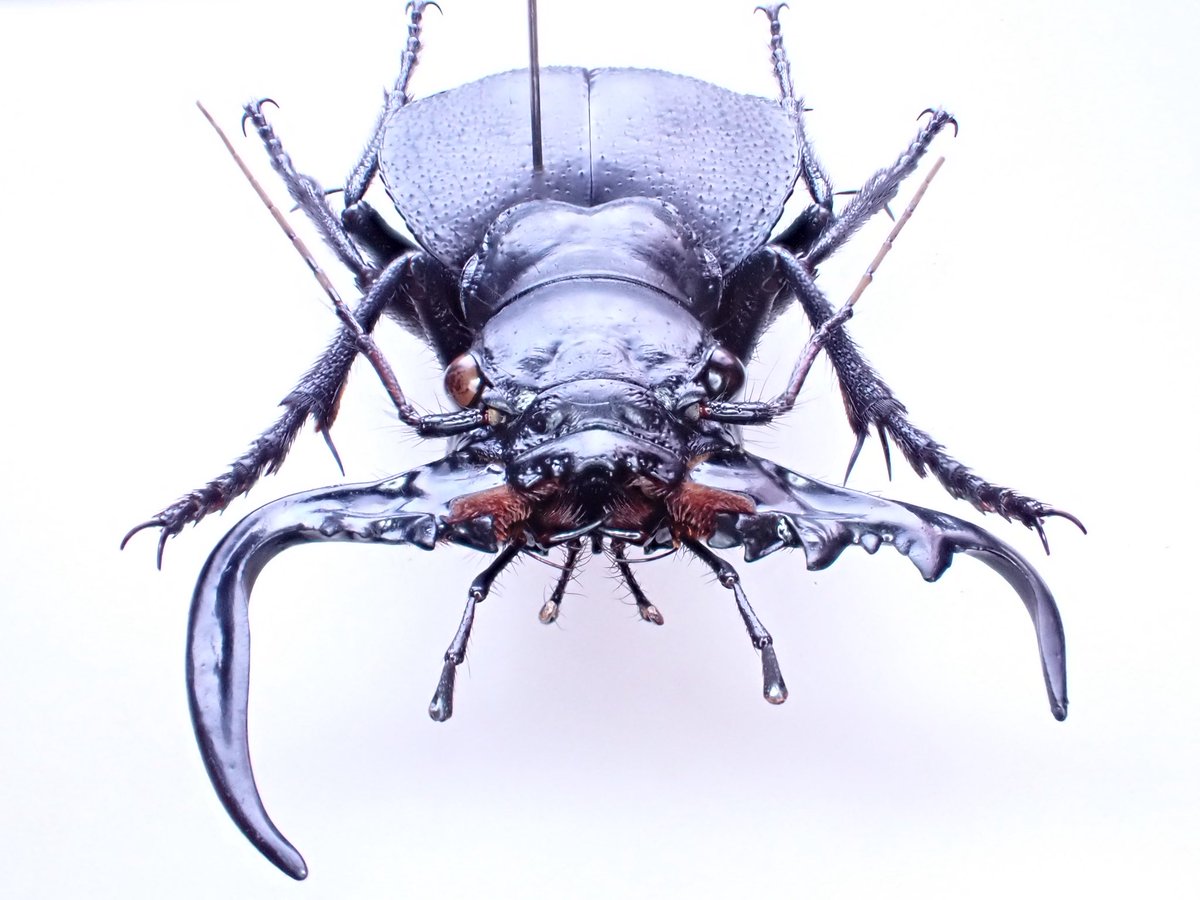 かねむし sddefault.jpg