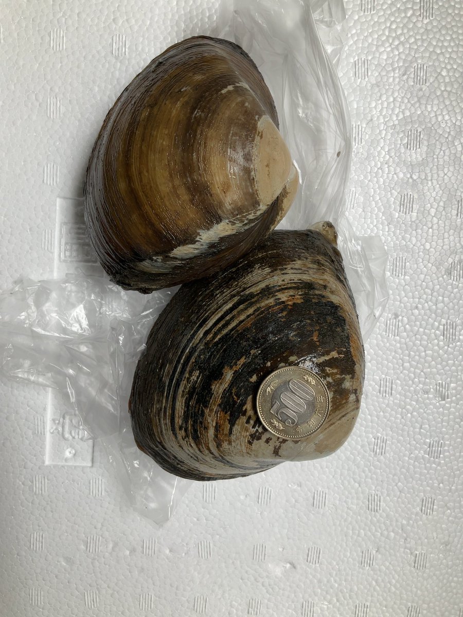 しゅわっち - Search / X