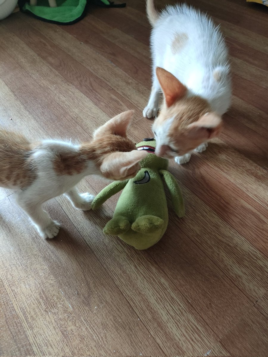 kitties love their frok plushie 🥰