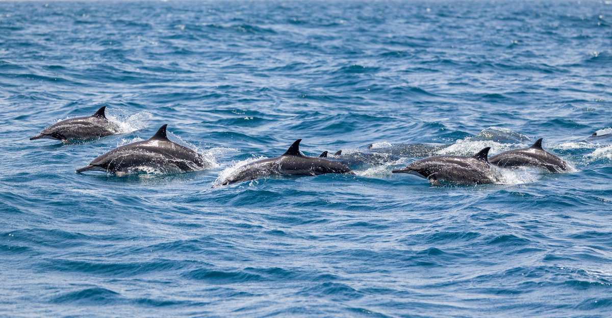 🐬 Dolphin – Communication &amp; Cooperation

Dolphins thrive through unity—moving as one, sharing constantly, and protecting each other. Great leaders do the same: build trust, listen well, and guide the team toward shared goals.

#Leadership #Teamwork #Communication
