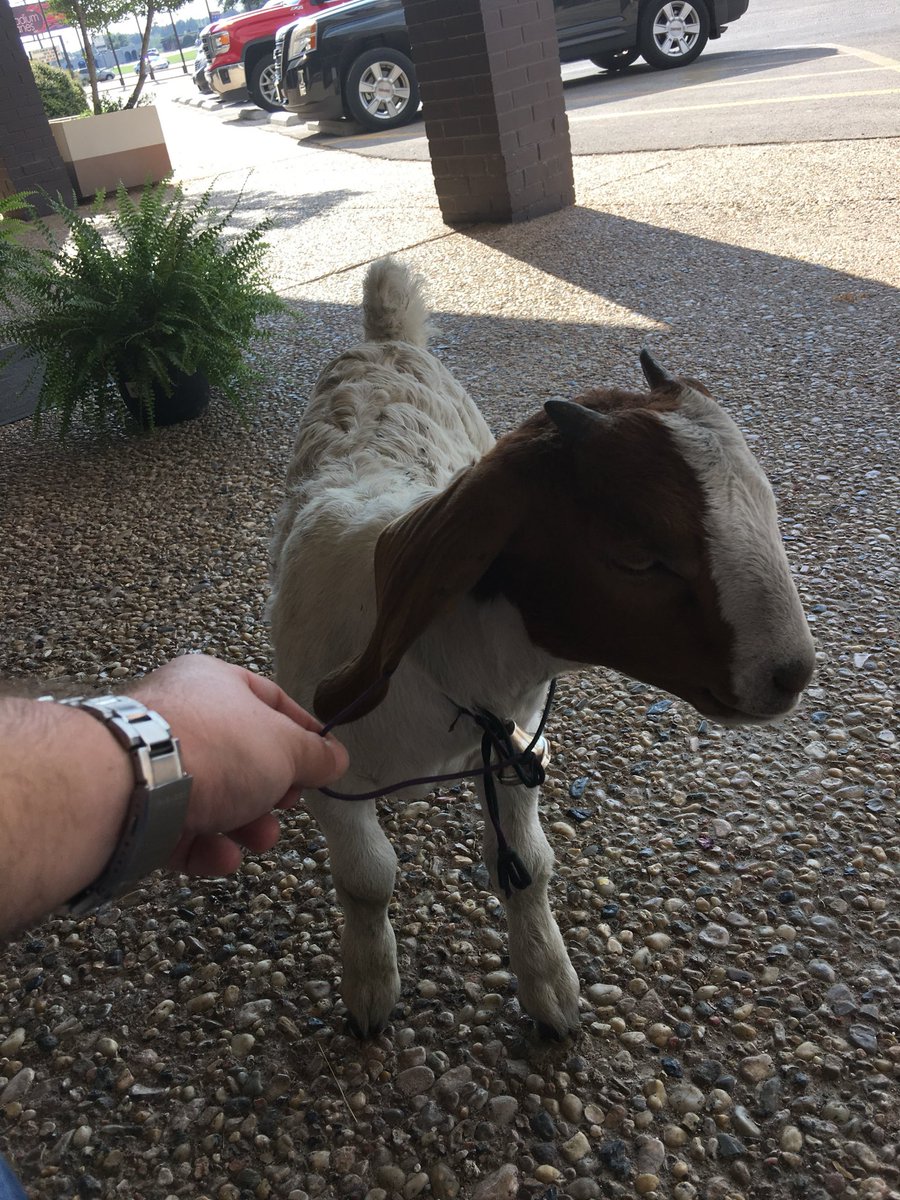 Coleman6Ranch's tweet photo. Throw Back… To when I had to kick someone’s pet goat out of the store… but didn’t wanna lose the opp! 😂#BabySittin #SparkplugTheGoat https://t.co/CcjKlVL7Ix