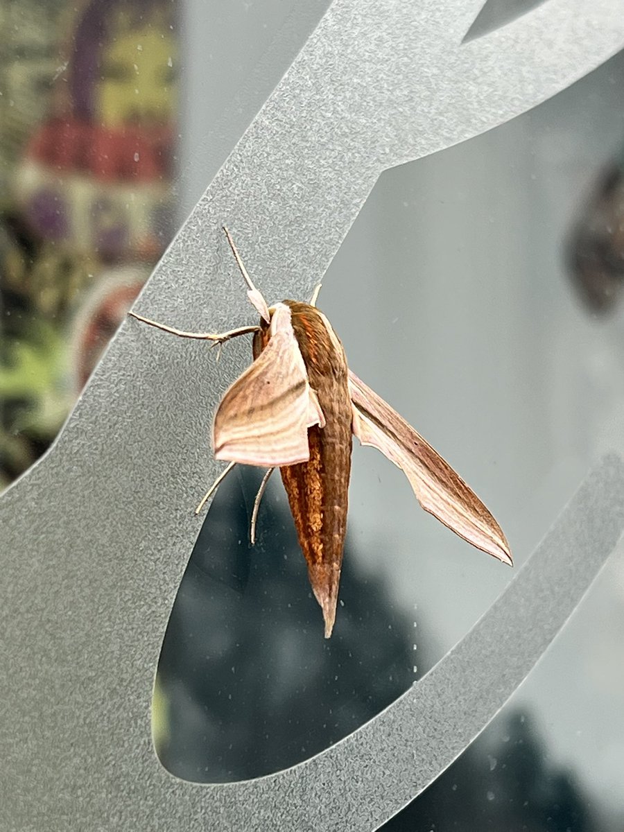 今朝はおしゃれな蛾をを見つけました。可愛いけど、ちょっと怖くて美しい🦋