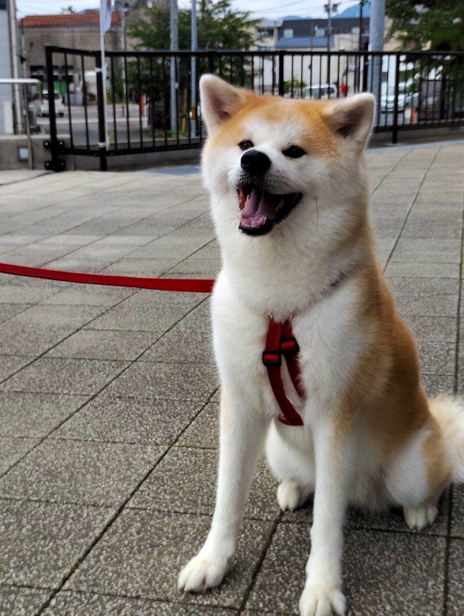 @犬 ヤフオクの犬 - Search / X