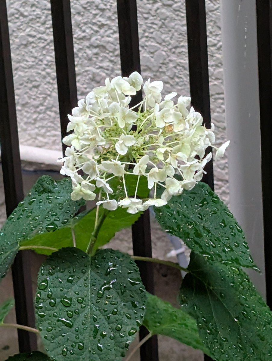 ほぼほぼ1ヶ月ぶりのまともな雨☔
これが恵みの雨つーやつね🤔
危うく干物になるとこだった😮‍💨
庭のアナベルも喜んでるぽい