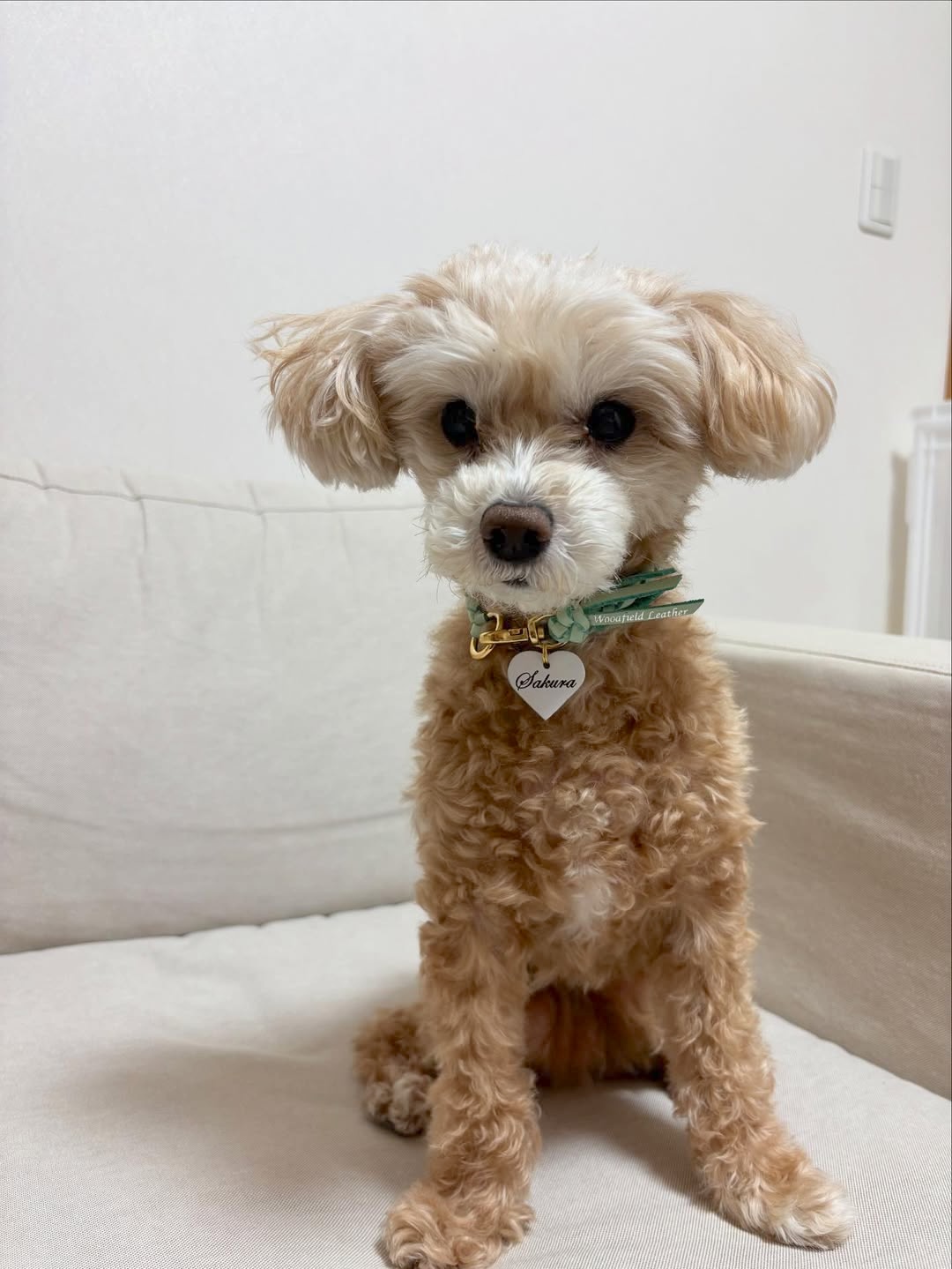 専用です。Woodfield Leather Studioグレージュ100cm犬 本革 おしゃれな犬の首輪・リード専門店【Woodfield Leather