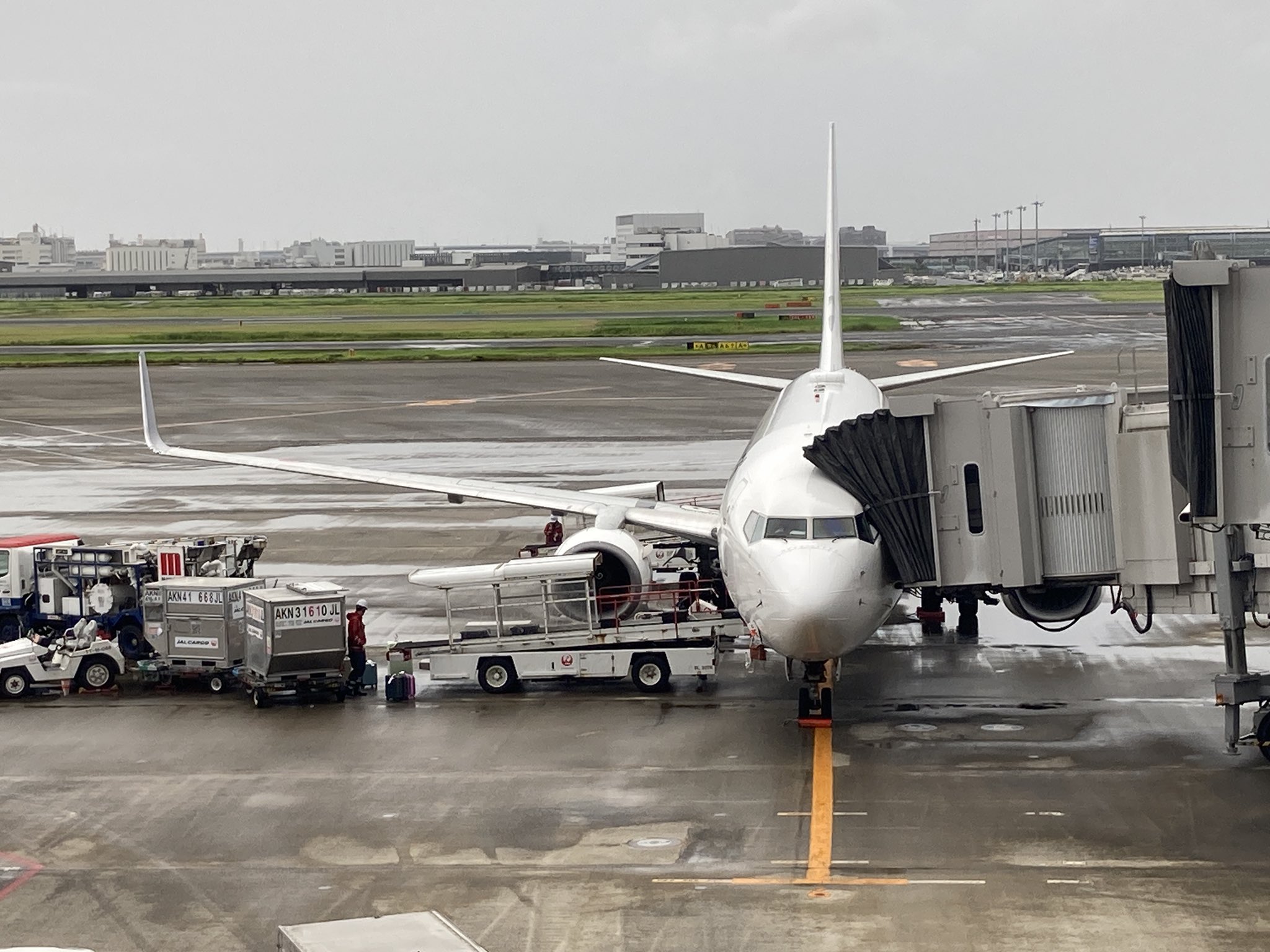 トビネコ a.k.a. 猫蜂 〈✈️空飛ぶセレサポ🌸〉 〜今年の夏は