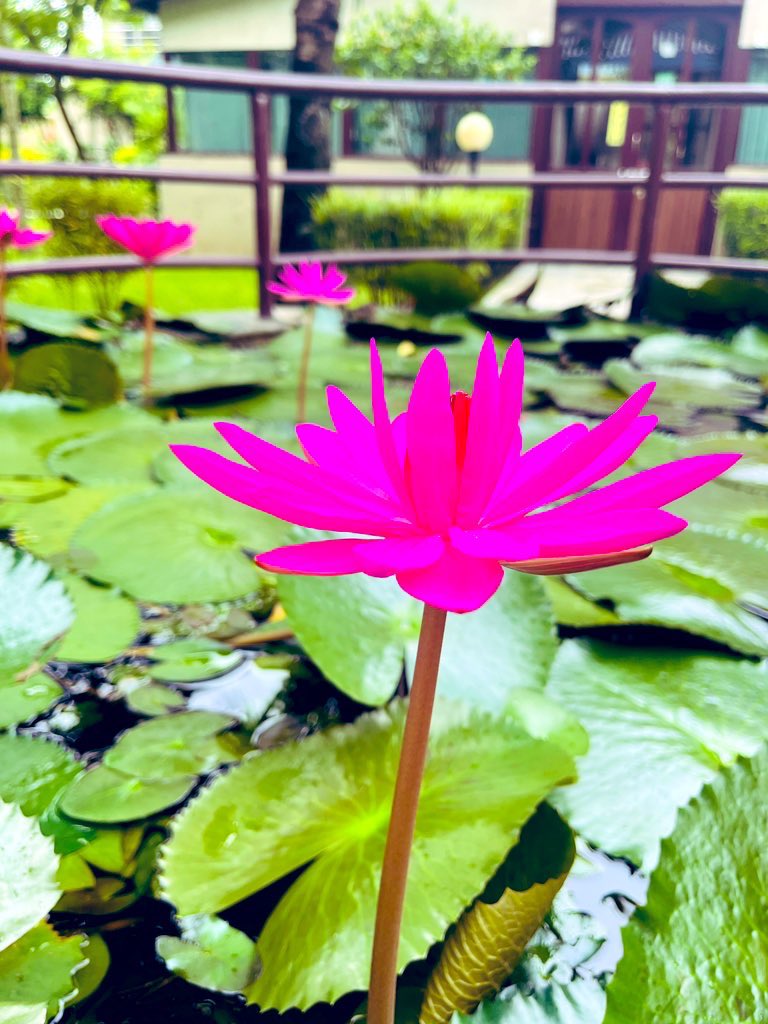 libangi13's tweet image. “All flowers bloom only to fall.”
#Sauraha 
#Domestictourism