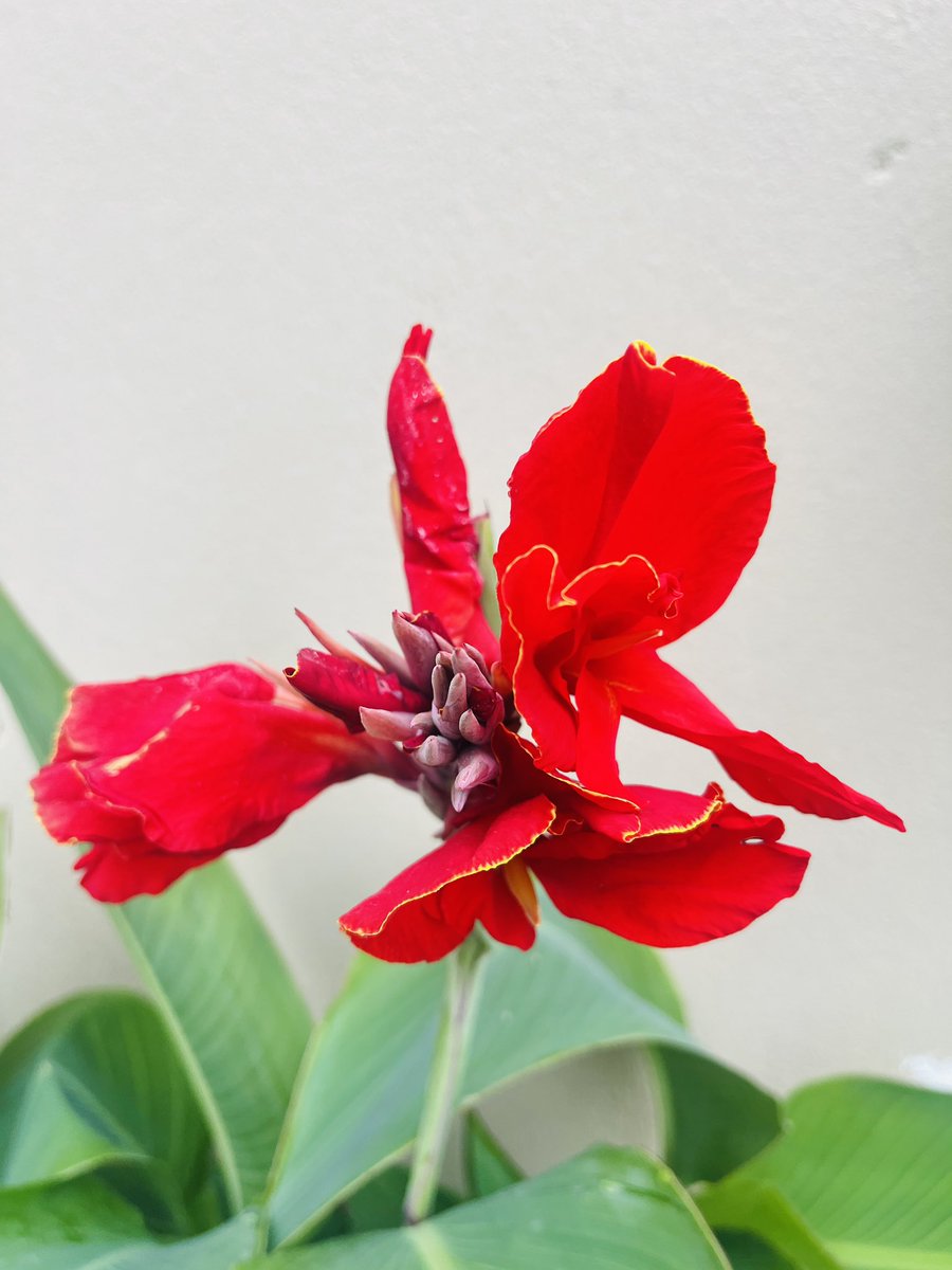 libangi13's tweet image. “All flowers bloom only to fall.”
#Sauraha 
#Domestictourism