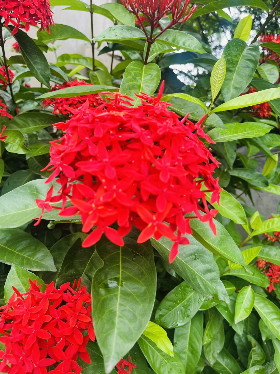 libangi13's tweet image. “All flowers bloom only to fall.”
#Sauraha 
#Domestictourism