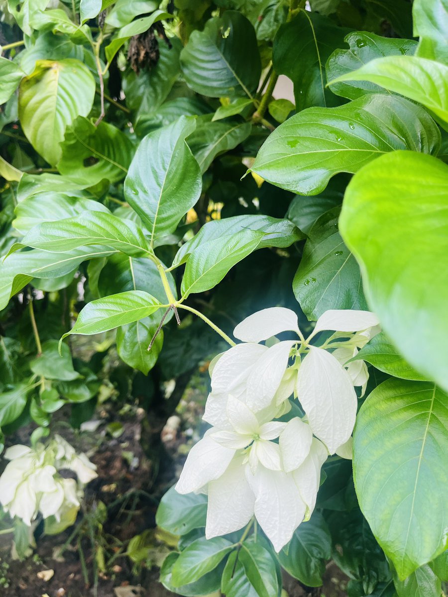 libangi13's tweet image. “All flowers bloom only to fall.”
#Sauraha 
#Domestictourism