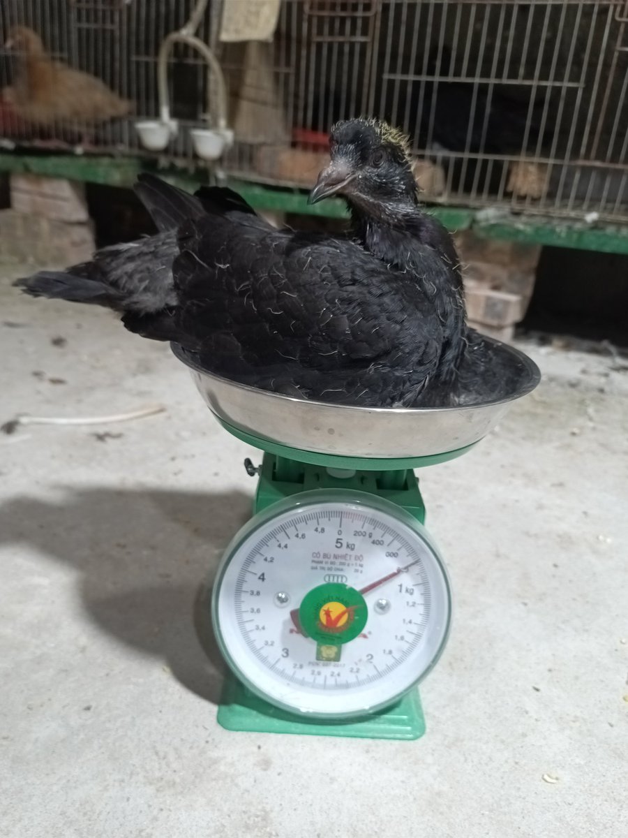 ducmo18's tweet image. Chim cò vẫn là niềm đam mê