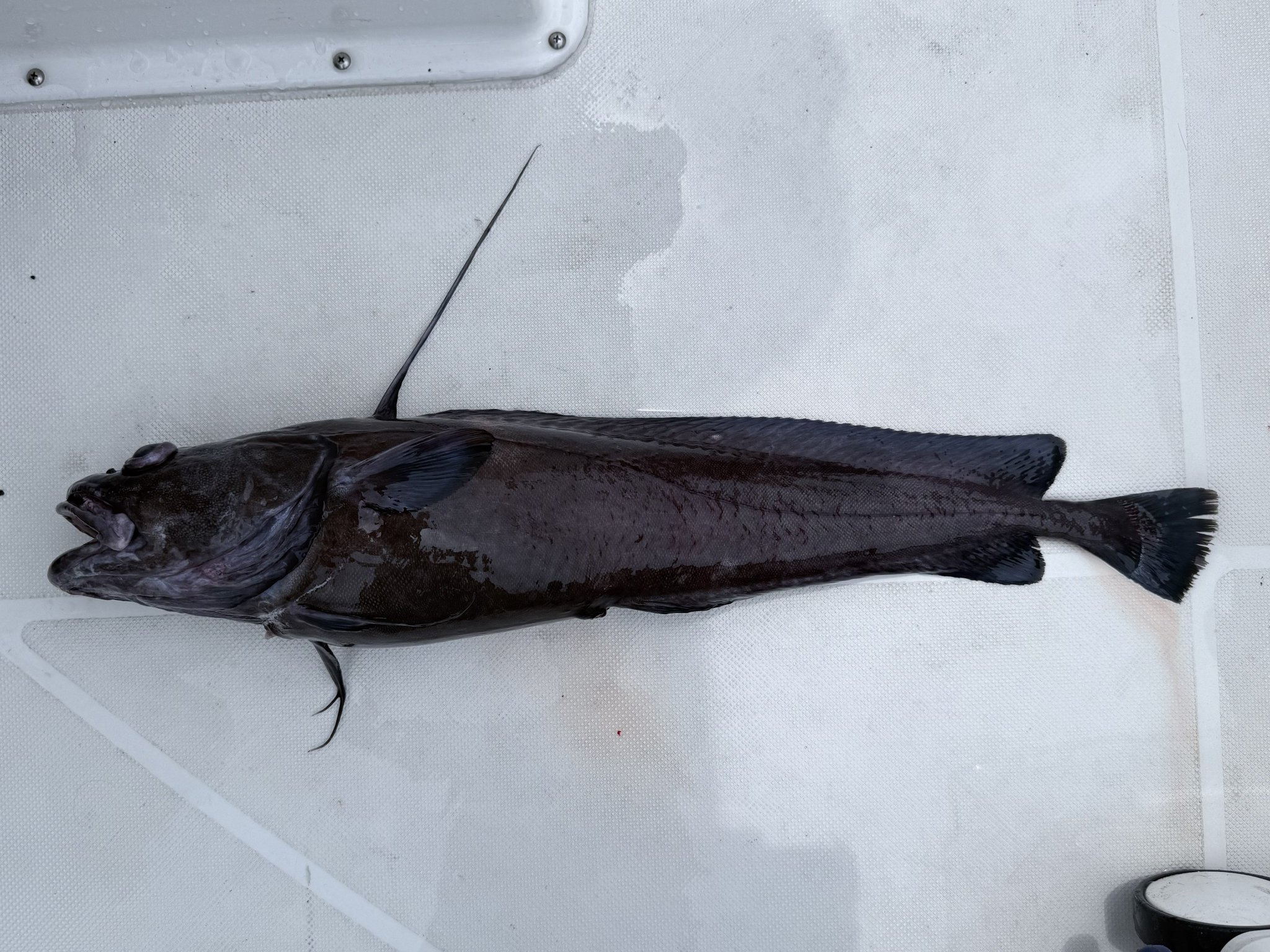 パタロハ　深海魚 西野勇馬【深海魚ハンター】 on X: 